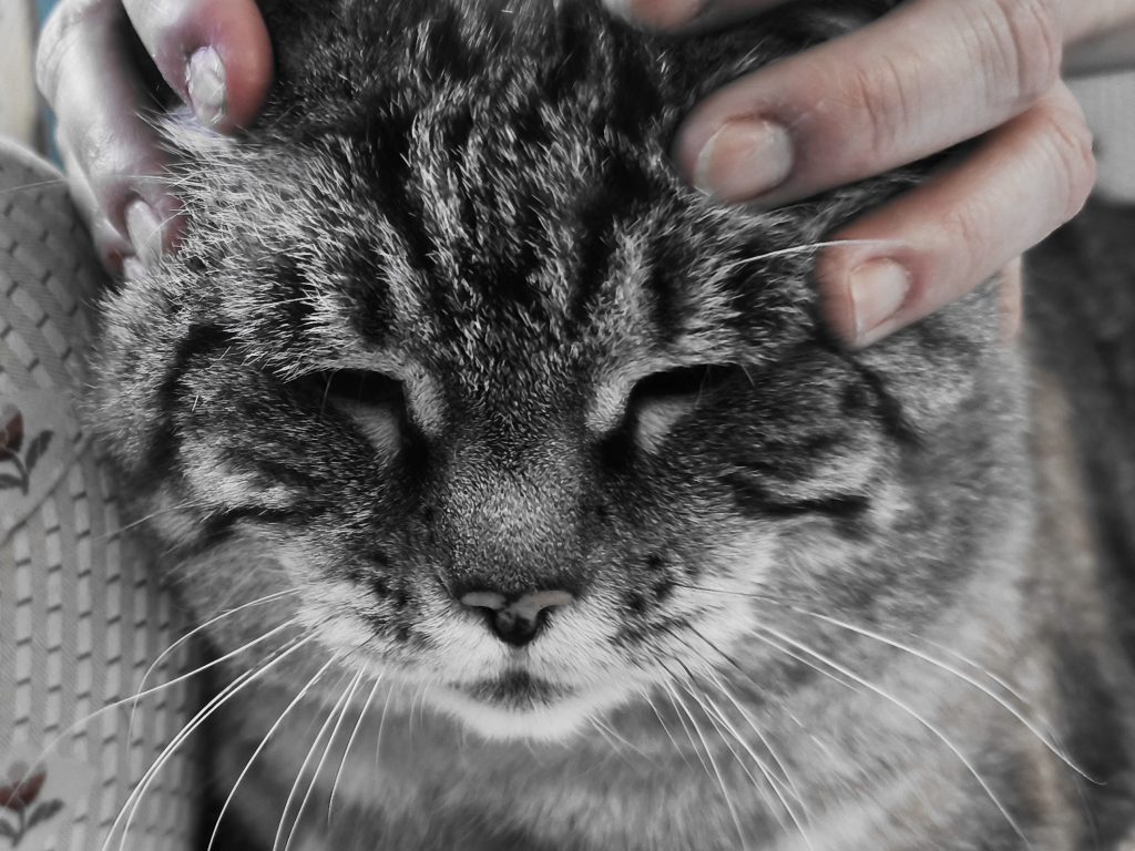 Photo d'un chat avec des mains sur sa tête